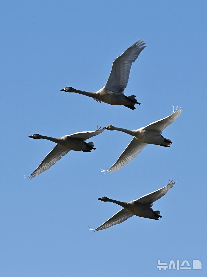 [경기광주=뉴시스] 김종택 기자 = 8일 경기 광주시 경안천습지생태공원에서 천연기념물 제201-1호 큰고니(백조)들이 비상하고 있다. 2025.12.08. jtk@newsis.com