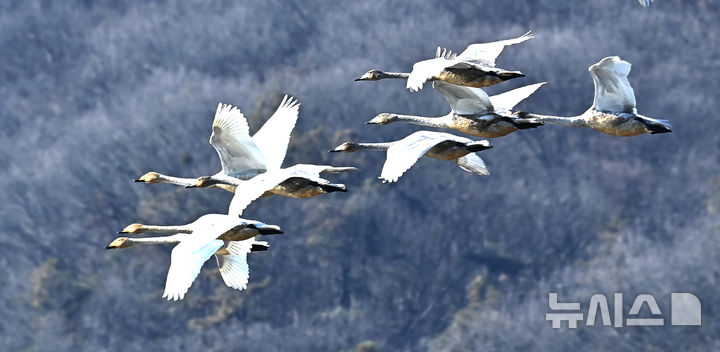 [경기광주=뉴시스] 김종택 기자 = 8일 경기 광주시 경안천습지생태공원에서 천연기념물 제201-1호 큰고니(백조)들이 비상하고 있다. 2025.12.08. jtk@newsis.com