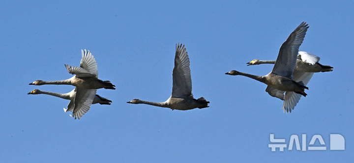 [경기광주=뉴시스] 김종택 기자 = 8일 경기 광주시 경안천습지생태공원에서 천연기념물 제201-1호 큰고니(백조)들이 비상하고 있다. 2025.12.08. jtk@newsis.com