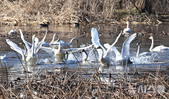 [경기광주=뉴시스] 김종택 기자 = 8일 경기 광주시 경안천습지생태공원에서 천연기념물 제201-1호 큰고니(백조)들이 힘찬 날개짓을 하고 있다. 2025.12.08. jtk@newsis.com