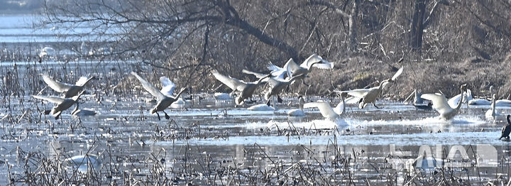 [경기광주=뉴시스] 김종택 기자 = 8일 경기 광주시 경안천습지생태공원에서 천연기념물 제201-1호 큰고니(백조)들이 힘찬 날개짓을 하고 있다. 2025.12.08. jtk@newsis.com