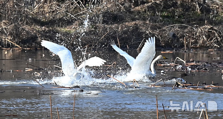 [경기광주=뉴시스] 김종택 기자 = 8일 경기 광주시 경안천습지생태공원에서 천연기념물 제201-1호 큰고니(백조)들이 힘찬 날개짓을 하고 있다. 2025.12.08. jtk@newsis.com