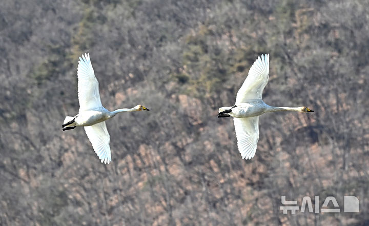 [경기광주=뉴시스] 김종택 기자 = 8일 경기 광주시 경안천습지생태공원에서 천연기념물 제201-1호 큰고니(백조)들이 비상하고 있다. 2025.12.08. jtk@newsis.com