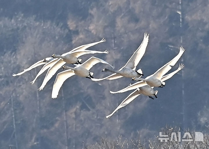 [경기광주=뉴시스] 김종택 기자 = 8일 경기 광주시 경안천습지생태공원에서 천연기념물 제201-1호 큰고니(백조)들이 비상하고 있다. 2025.12.08. jtk@newsis.com