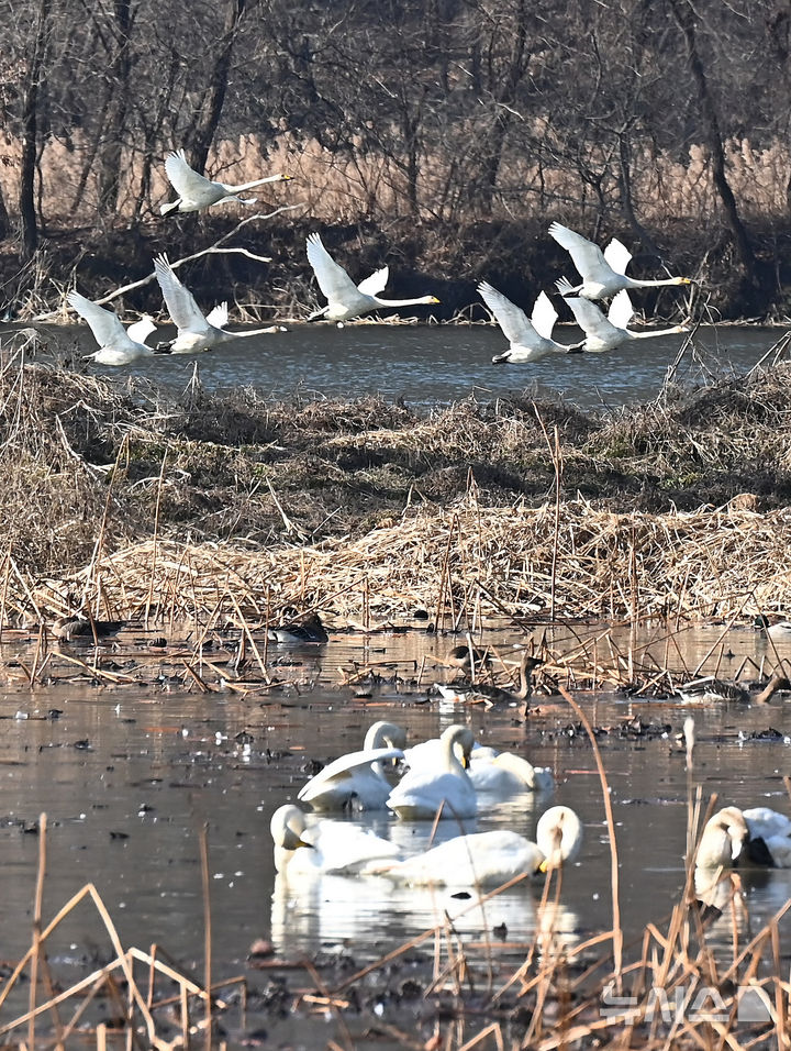[경기광주=뉴시스] 김종택 기자 = 8일 경기 광주시 경안천습지생태공원에서 천연기념물 제201-1호 큰고니(백조)들이 비상하고 있다. 2025.12.08. jtk@newsis.com