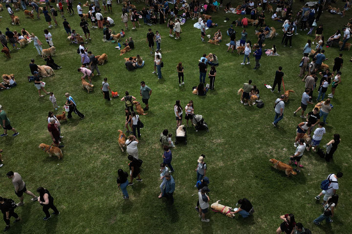 [부에노스아이레스=AP/뉴시스] 8일(현지 시간) 아르헨티나 부에노스아이레스 팔레르모 공원에서 열린 세계에서 가장 많은 골든 리트리버가 한자리에 모이는 세계 기록 도전 행사에 참가한 참가자들이 반려견과 산책하고 있다. 2025.12.09.