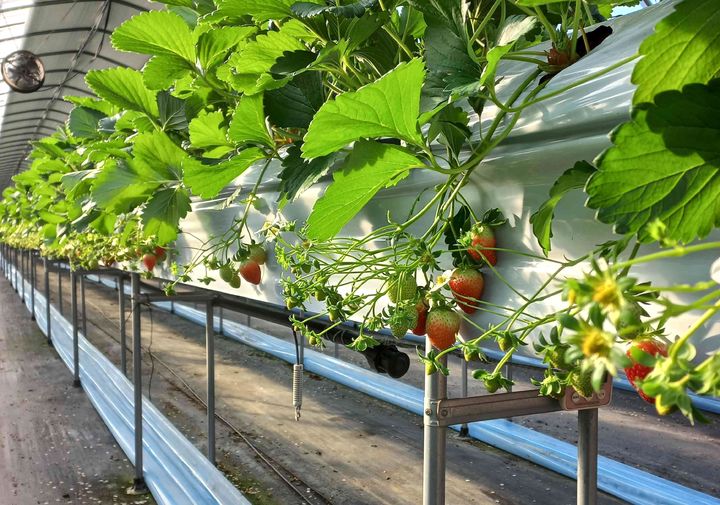 치악산딸기. *재판매 및 DB 금지