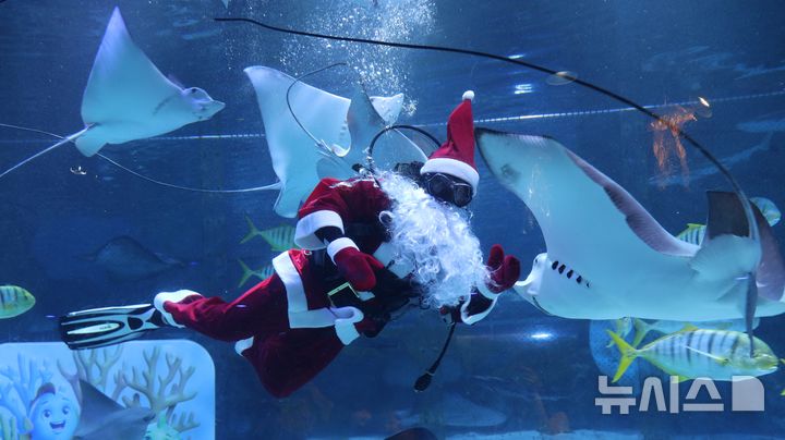 [서울=뉴시스] 바다 속 크리스마스 시즌 이벤트. 