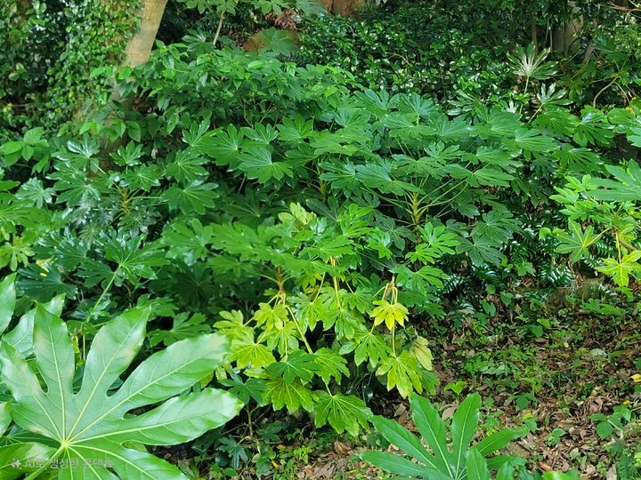 [목포=뉴시스]통영 비진도 팔손이 자생지. (사진=국립호남권생물자원관 제공) 2025.12.09. photo@newsis.com *재판매 및 DB 금지