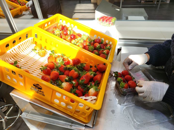 [거창=뉴시스] 서북부경남거점APC, 딸기공선조직 결성 (사진=거창군 제공) 2025. 12. 09. photo@newsis.com  *재판매 및 DB 금지