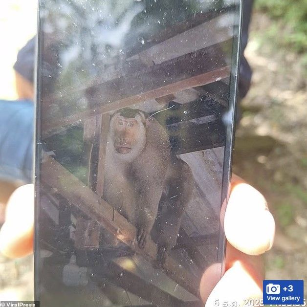 [서울=뉴시스] 태국의 60대 남성을 물어 죽인 원숭이의 모습. 경찰이 출동한 당시 원숭이는 집 천장 위 구조물에서 그들을 노려보고 있었다.(사진출처: 데일리메일 캡처) 20205.12.09.