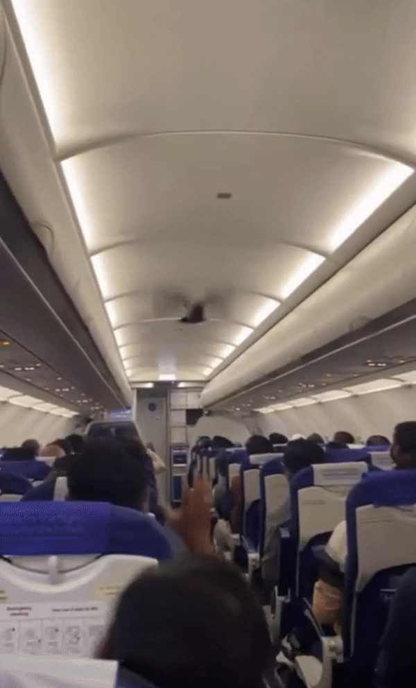 [뉴시스] 인도 벵갈루루에서 바도다라로 향할 예정이던 인디고 국내선 항공편에서 이륙 직전 비둘기 한 마리가 객실로 들어와 날아다니는 소동이 벌어졌다. (사진 = 인스타그램 갈무리) 2025.12.09. *재판매 및 DB 금지 *재판매 및 DB 금지