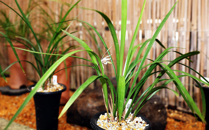 [함평=뉴시스] 전남 함평군은 자연생태공원에 멸종위기 야생식물 1급 '제주한란(寒蘭)'이 초겨울에 꽃을 틔워 은은한 향기를 전하고 있다고 9일 밝혔다. (사진=함평군 제공) 2025.12.09. photo@newsis.com *재판매 및 DB 금지