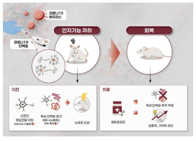 [서울=뉴시스] 코로나19 감염 후 나타나는 인지장애와 관련한 국립보건연구원의 연구 내용을 설명하는 그림. (자료=질병관리청 제공) 2025. 12. 10.  *재판매 및 DB 금지