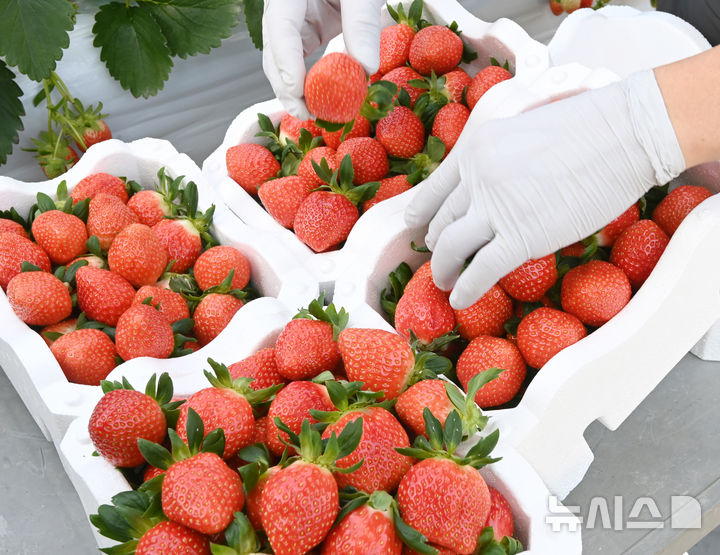 "입이 즐거운 딸기, 당뇨환자에겐 독?"…'이렇게' 드세요