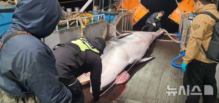 [제주=뉴시스] 9일 오후 제주 서귀포시 마라도 해상에서 밍크고래가 혼획돼 해경이 조사에 나서고 있다. (사진=서귀포해양경찰서 제공) 2025.12.10. photo@newsis.com
