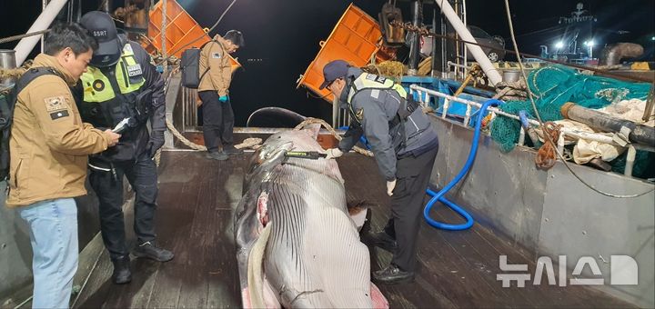 [제주=뉴시스] 9일 오후 제주 서귀포시 마라도 해상에서 밍크고래가 혼획돼 해경이 조사에 나서고 있다. (사진=서귀포해양경찰서 제공) 2025.12.10. photo@newsis.com 