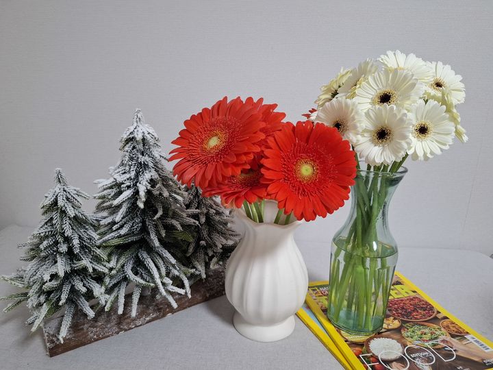 [진주=뉴시스]미니 거베라 신품종  산타클로스(사진 왼쪽)와  스노우벨.(사진=경남농업기술원 제공).2025.12.10.photo@newsis.com *재판매 및 DB 금지