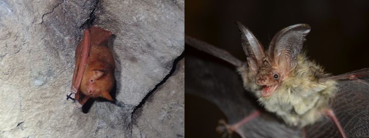 [대구=뉴시스] 왼쪽부터 멸종위기 야생생물인 붉은박쥐(1급)와 토끼박쥐(2급). (사진=대구지방환경청 제공) 2025.12.10. photo@newsis.com *재판매 및 DB 금지