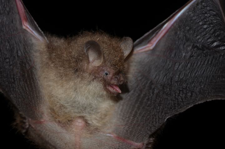 [대구=뉴시스] 멸종위기 야생생물인 작은관코박쥐(1급). (사진=대구지방환경청 제공) 2025.12.10. photo@newsis.com  *재판매 및 DB 금지