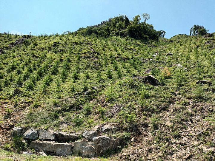 [거창=뉴시스] 거창군 조림사업 완료 (사진=거창군 제공) 2025. 12. 10. photo@newsis.com  *재판매 및 DB 금지