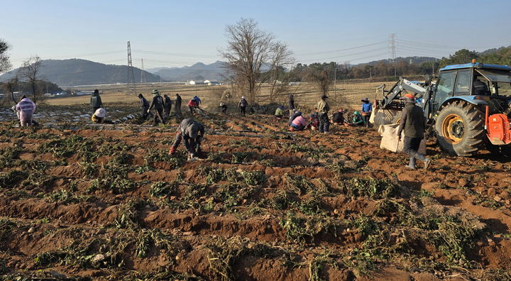 [무안=뉴시스] 영광 홍농청보리영농조합 공동영농 현장. (자료사진 = 전남도 제공). 2025.12.10. photo@newsis.com *재판매 및 DB 금지