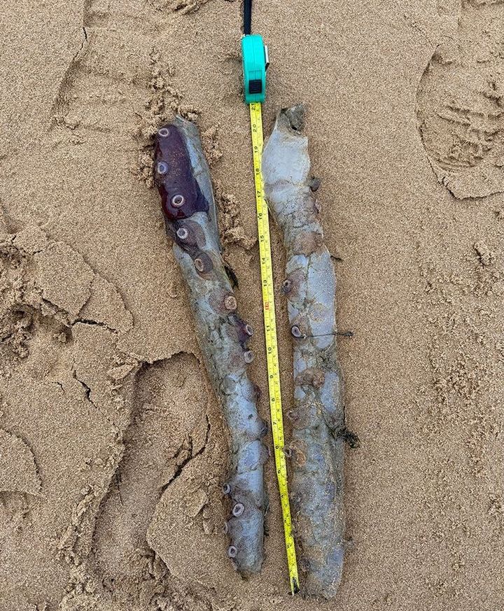 [뉴시스] 스코틀랜드 콜리스턴의 포비 국립자연보호구역(Forvie National Nature Reserve) 해변에서 희귀 심해 문어 사체가 발견돼 이목을 끌었다. (사진=BBC 캡처) *재판매 및 DB 금지