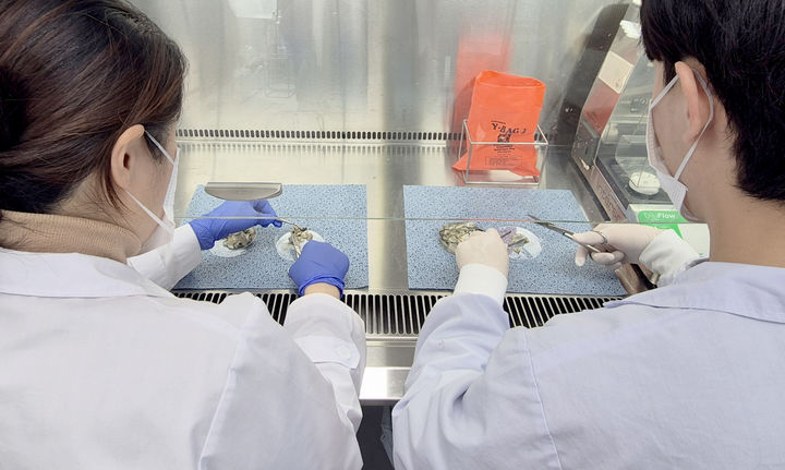 [광주=뉴시스] 광주시보건환경연구원, 생식용 굴 노로바이러스 검사 강화. (사진=광주시보건환경연구원 제공). photo@newsis.com *재판매 및 DB 금지