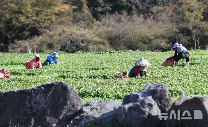[제주=뉴시스] 우장호 기자 = 화창한 날씨를 보인 10일 오전 제주시 봉개동에서 농민들이 유채나물을 수확하고 있다. 겨울초라 불리는 유채나물은 2~4월이 제철이지만 기후가 온화한 제주에서는 겨울철에 주로 재배한다. 2025.12.10. woo1223@newsis.com