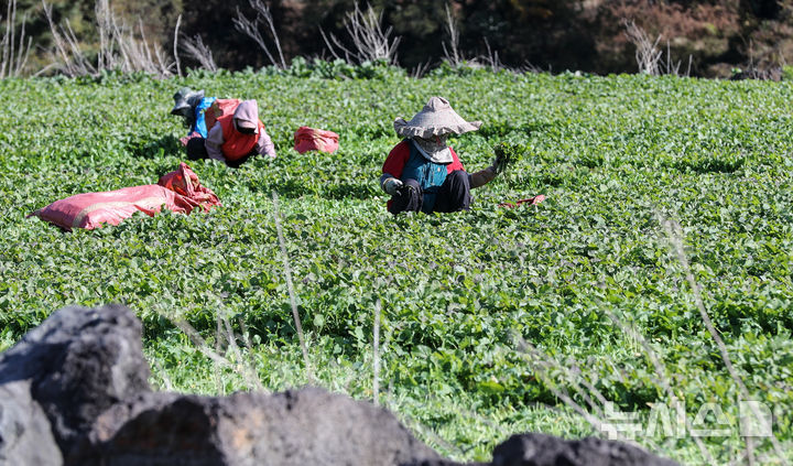 [제주=뉴시스] 우장호 기자 = 화창한 날씨를 보인 10일 오전 제주시 봉개동에서 농민들이 유채나물을 수확하고 있다. 겨울초라 불리는 유채나물은 2~4월이 제철이지만 기후가 온화한 제주에서는 겨울철에 주로 재배한다. 2025.12.10. woo1223@newsis.com