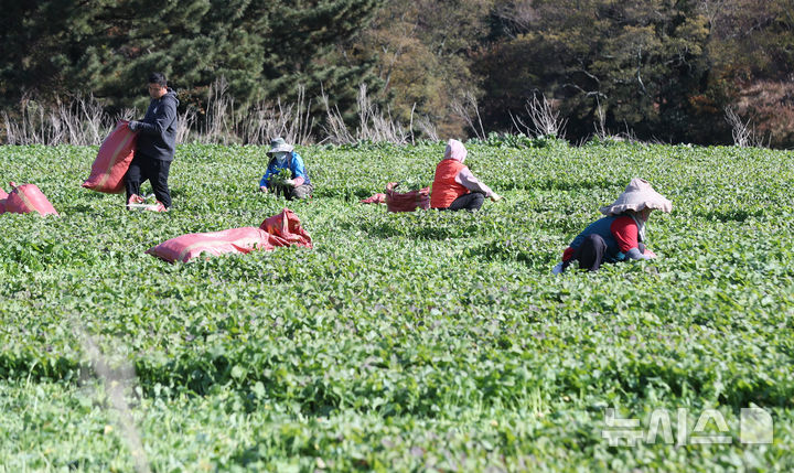 [제주=뉴시스] 제주시 봉개동에서 농민들이 유채나물을 수확하고 있다. (사진=뉴시스 DB). photo@newsis.com 
