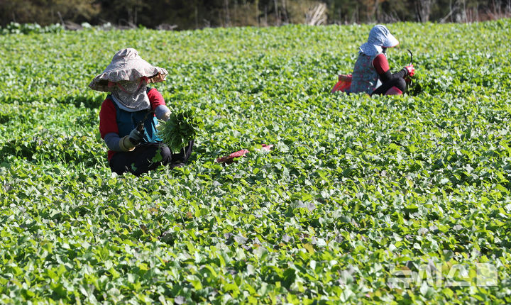 대구·경북 '아침 -5도' 덜덜…대체로 흐림, 눈도 비도 온다