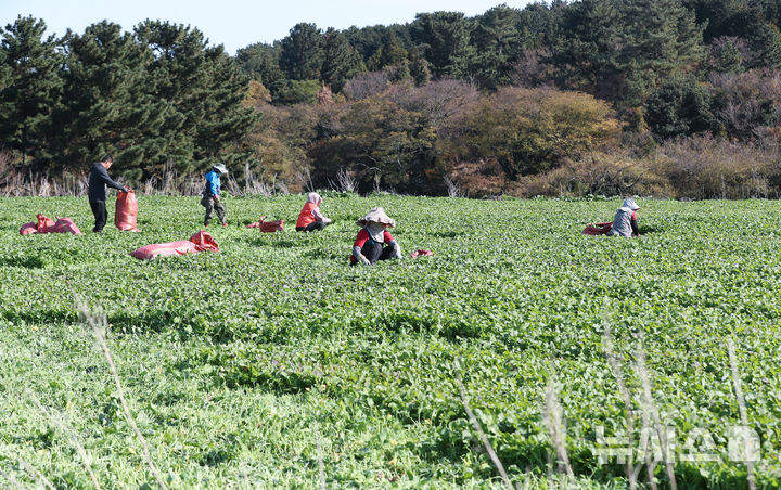 [제주=뉴시스] 우장호 기자 = 화창한 날씨를 보인 10일 오전 제주시 봉개동에서 농민들이 유채나물을 수확하고 있다. 겨울초라 불리는 유채나물은 2~4월이 제철이지만 기후가 온화한 제주에서는 겨울철에 주로 재배한다. 2025.12.10. woo1223@newsis.com