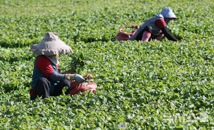 [제주=뉴시스] 우장호 기자 = 지난 10일 오전 제주시 봉개동에서 농민들이 유채나물을 수확하고 있다. 겨울초라 불리는 유채나물은 2~4월이 제철이지만 기후가 온화한 제주에서는 겨울철에 주로 재배한다. 2025.12.10. woo1223@newsis.com