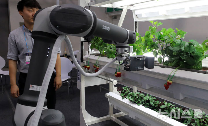 [서울=뉴시스] 김혜진 기자 = 10일 서울 서초구 aT센터에서 열린 2025 농림축산식품 과학기술대전에서 관계자가 딸기 수확 로봇에 대해 설명하고 있다. 2025.12.10. jini@newsis.com