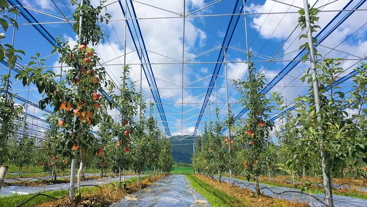 보은군 스마트 과수원 특화단지 조성사업 *재판매 및 DB 금지