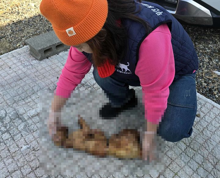 [부산=뉴시스] 부산 강서구에서 불에 탄 채 토막 난 상태로 발견된 고양이 사체. (사진=부산동물사랑길고양이보호연대 제공) 2025.12.11. photo@newsis.com   *재판매 및 DB 금지