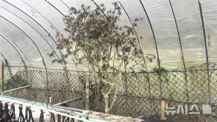 [서울=뉴시스]11일 서울경찰청 광역수사단 마약범죄수사대는 지난 10월 29일 마약류 관리에 관한 법률 위반 혐의로 A씨와 B씨를 검거해 구속하고 이들의 차량·주거지에 보관하던 대마 약 6.3㎏(시가 약 9억4500만원 상당)을 압수했다고 밝혔다.(사진=서울경찰청 광역수사단 마약범죄수사대) 2025.12.11 photo@newsis.com