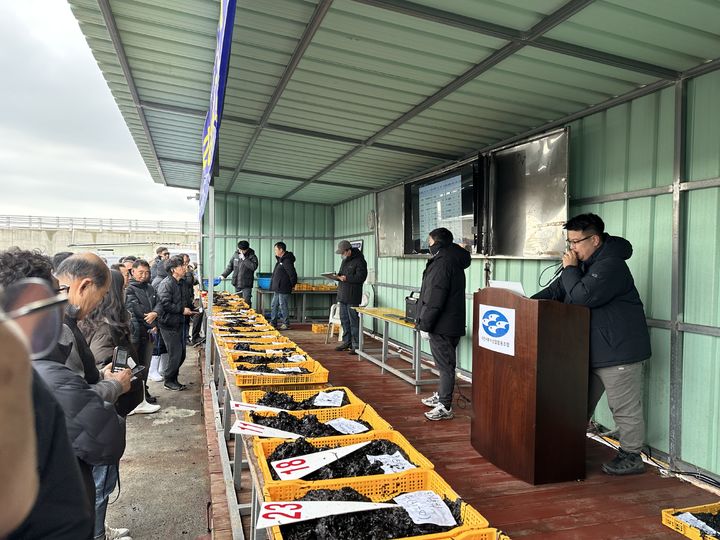 [서천=뉴시스] 조명휘 기자 = 서천군이 11일 서천서부수협 마량리 물김 위판장에서 물김 초매식을 하고 있다. (사진= 서천군 제공) 2025.12.11. photo@newsis.com *재판매 및 DB 금지