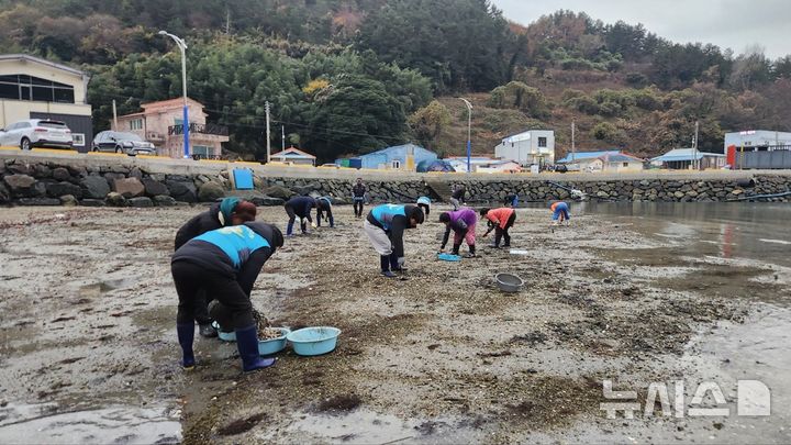 국토안전관리원, 경남 궁항마을 갯벌에 바지락 종패 방류
