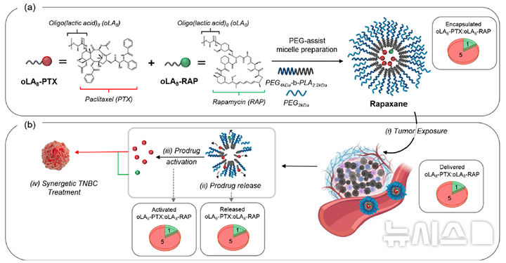 [용인=뉴시스]연구 모식도(사진=단국대 제공)2025.12.11. photo@newsis.com