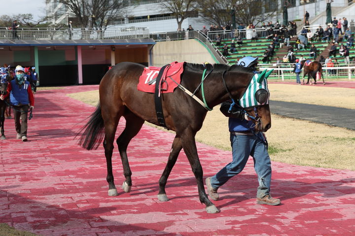 [서울=뉴시스] 오는 14일 한국마사회 렛츠런파크 서울에서 열릴 제11경주 1200m 스프린트에 나서는 '영광의월드'. (사진=한국마사회 제공) *재판매 및 DB 금지