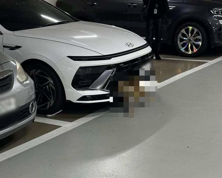 [뉴시스] 흰색 승용차 앞범퍼에 고라니가 끼여 있다. (사진=보배드림 캡처) *재판매 및 DB 금지