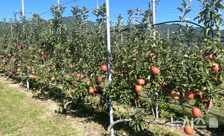 [포항=뉴시스] 송종욱 기자 = 포항시 북구 기북면 탑정 마을의 한 사과밭 전경. (사진=포항시 제공) 2025.12.12. photo@newsis.com