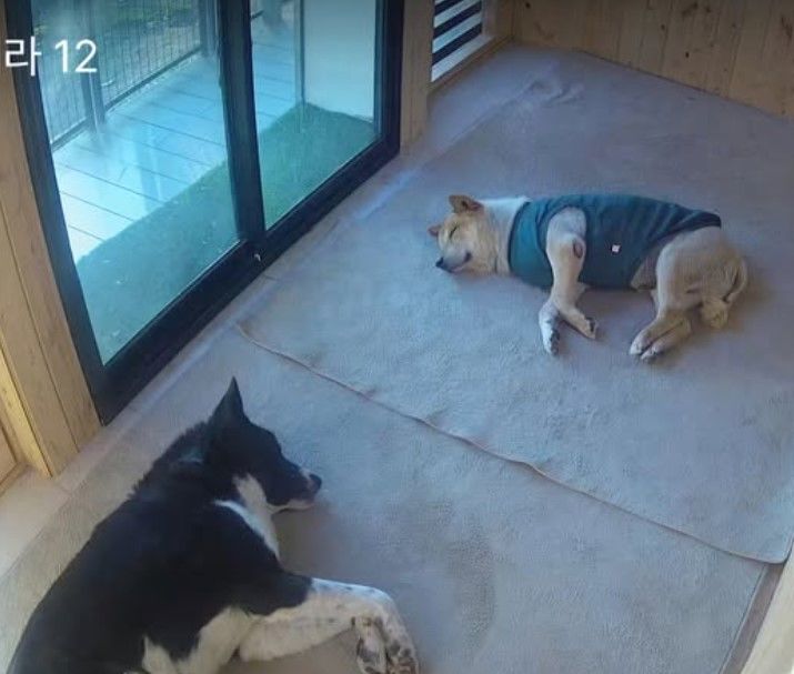 [서울=뉴시스] 전 골프선수 박세리가 반려견을 위한 '온돌 하우스'를 공개했다. (사진=박세리 인스타그램) 2025.12.12. photo@newsis.com *재판매 및 DB 금지