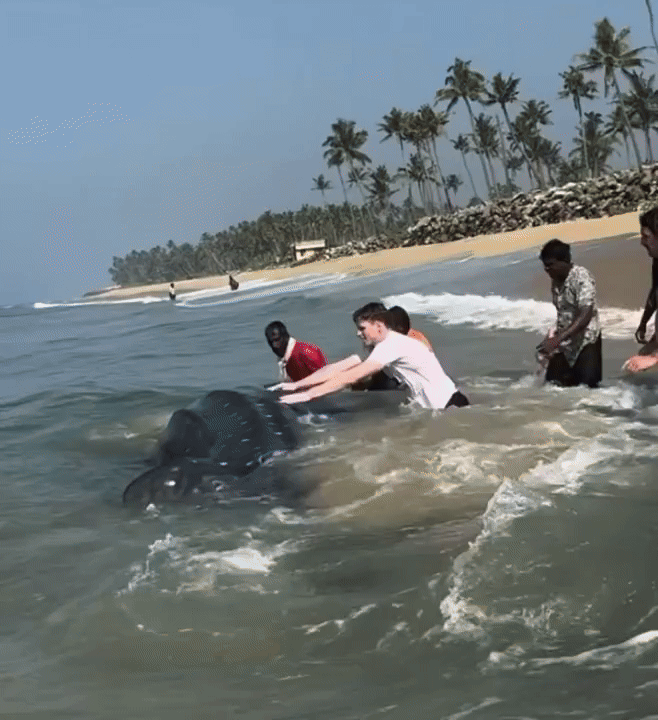 [뉴시스] 인도 해변에 떠밀려 온 멸종위기종 고래상어를 지역 주민과 관광객들이 힘을 모아 구조한 사실이 알려지며 감동을 주고 있다. (영상='surferboy_varkala' 인스타그램 캡처) *재판매 및 DB 금지 *재판매 및 DB 금지