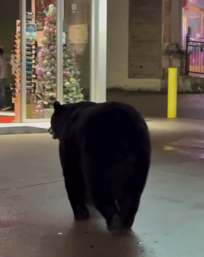 [뉴시스]미국 테네시주의 도로변에 나타난 흑곰에게 시비를 거는 행인의 모습. (영상 = gatlinburglive 인스타그램 갈무리) *재판매 및 DB 금지 *재판매 및 DB 금지