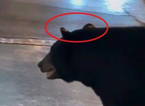 [뉴시스]곰의 양쪽 귀에 꼬리표로 추정되는 무언가가 달려 있다. (사진 = gatlinburglive 인스타그램 캡처) *재판매 및 DB 금지