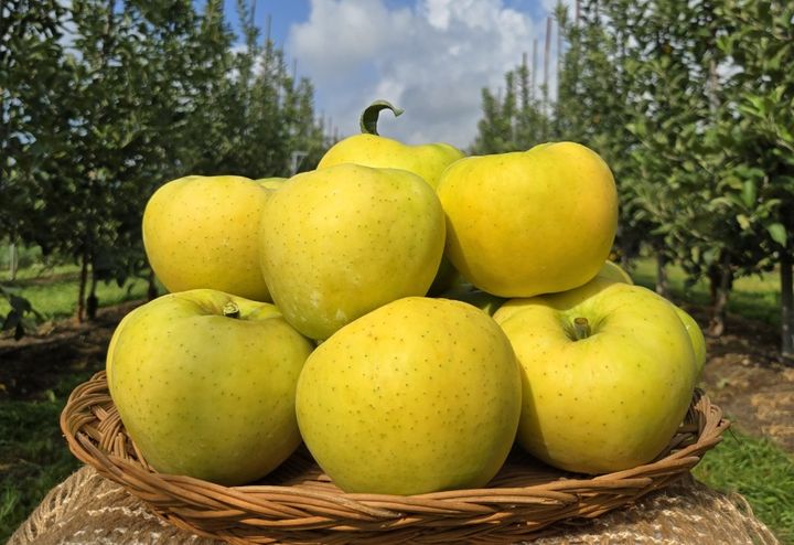  [군위=뉴시스] 여름사과 '골든볼' (사진=군위군 제공) 2025.12.13. photo@newsis.com *재판매 및 DB 금지