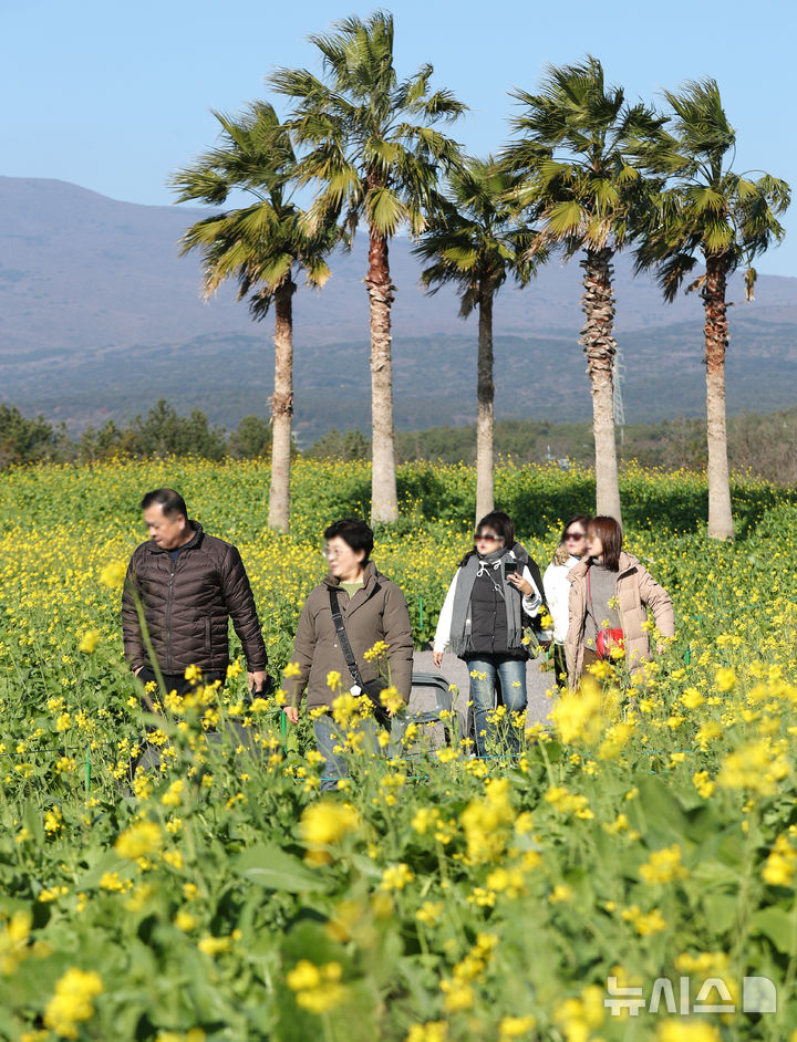 [서귀포=뉴시스] 우장호 기자 = 추운 날씨를 보인 12일 오전 제주 서귀포시 남원면 휴애리자연생태공원에 유채꽃이 활짝 피어나 겨울 속 봄 정취를 자아내고 있다. 기상청에 따르면 주말인 13일부터 기온이 큰 폭으로 떨어져 한라산 등 고지대에는 최대 10㎝ 이상의 많은 눈이 내리고, 강한 바람이 불어 기상이 악화할 것으로 전망된다. 2025.12.12. woo1223@newsis.com